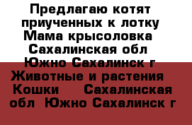Предлагаю котят, приученных к лотку. Мама крысоловка - Сахалинская обл., Южно-Сахалинск г. Животные и растения » Кошки   . Сахалинская обл.,Южно-Сахалинск г.